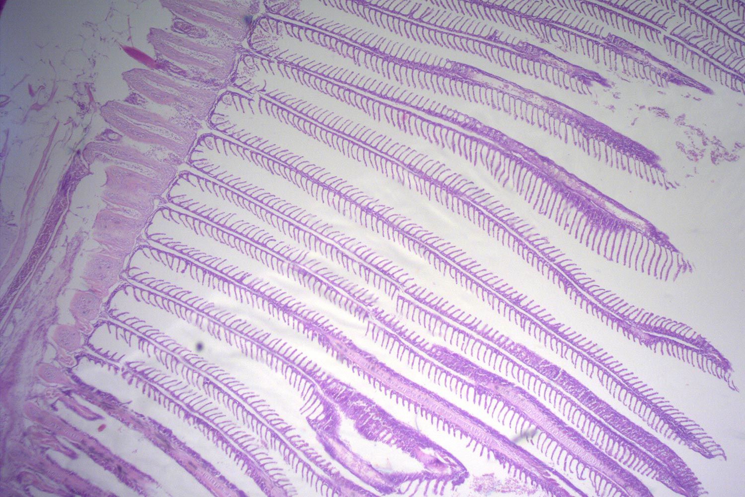 MICROBIOLOGY
